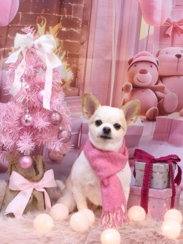 20241221モナちゃん